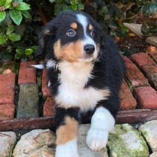 Image pour l'annonce Trés beaux chiots à donner