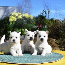 Image pour l'annonce Formidables chiots trés beau à donner