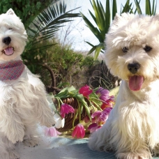 Image pour l'annonce Formidables chiots trés beau à donner