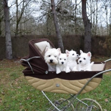 Image pour l'annonce Formidables chiots trés beau à donner