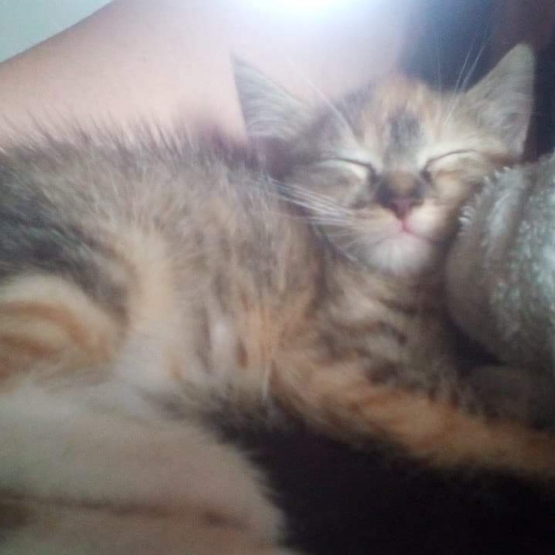 Image pour l'annonce Donne chaton mal et femelle