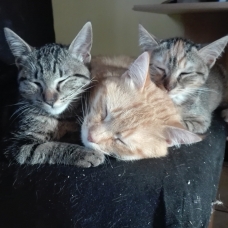 Image pour l'annonce Donne chaton mal et femelle