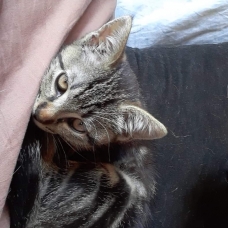 Image pour l'annonce Donne chaton mal et femelle