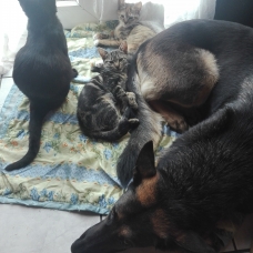 Image pour l'annonce Donne chaton mal et femelle