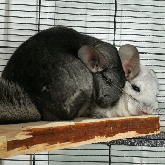 Image pour l'annonce Donne deux chinchillas