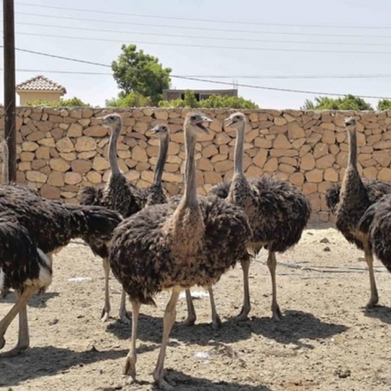 Image pour l'annonce poussins d'autruche et œufs disponibles