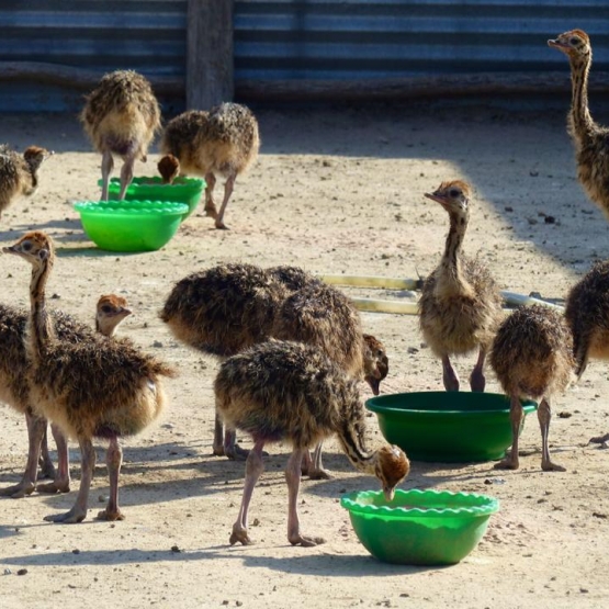 Image pour l'annonce poussins d'autruche et œufs disponibles