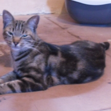 Image pour l'annonce chats adulte a donner