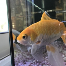 Image pour l'annonce Donne Poisson Rouge