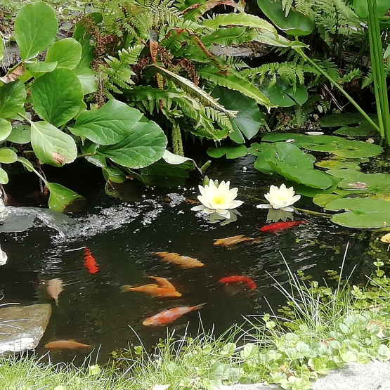 Image pour l'annonce poissons rouges +guppys