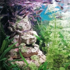 Image pour l'annonce poissons rouges +guppys