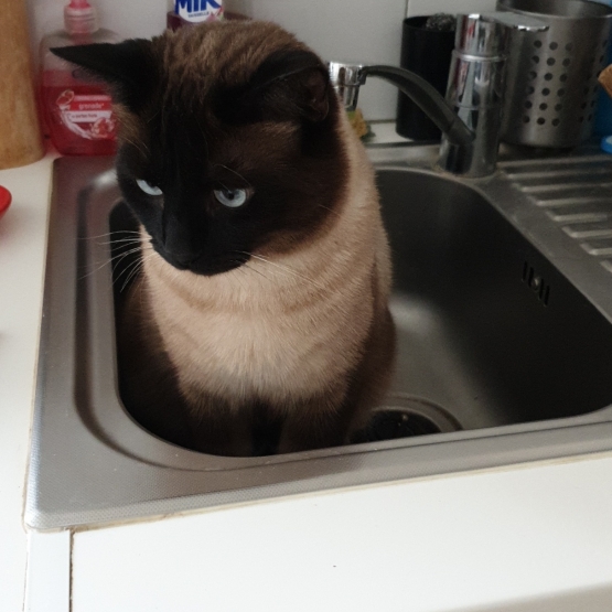 Image pour l'annonce Donne chat d'origine siamoise