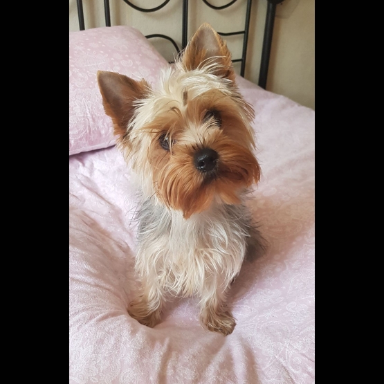 Image pour l'annonce Jolie Yorkshire Terrier LOF pour saillie