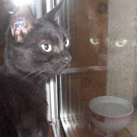 Image pour l'annonce Jeune chatte noire à adopter sur Marseille