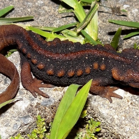 Image pour l'annonce Tylototriton aka Triton Crocodile