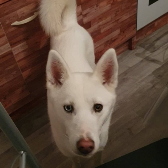 Image pour l'annonce vend husky de siberie