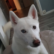 Image pour l'annonce vend husky de siberie