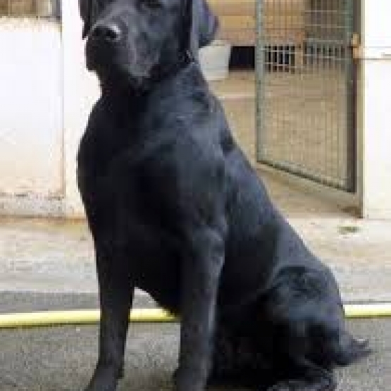 Image pour l'annonce CHERCHE SAILLIE POUR FEMELLE LABRADOR NOIRE