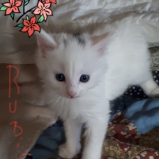 Image pour l'annonce chatons angora turcs LOOF