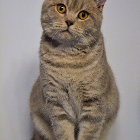Image pour l'annonce BRITISH SHORTHAIR LOOF Mâle pour SAILLIE