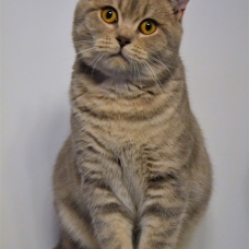 Image pour l'annonce BRITISH SHORTHAIR LOOF Mâle pour SAILLIE