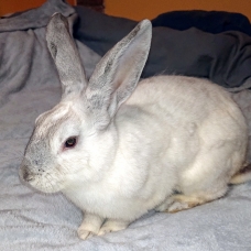 Image pour l'annonce lapin blanc a vendre
