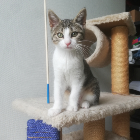 Image pour l'annonce Chaton femelle