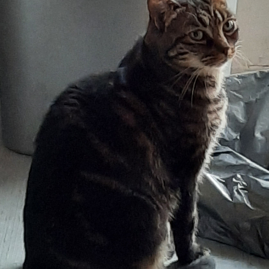 Image pour l'annonce Donne Chatte adulte