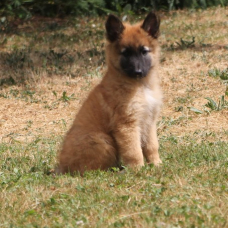 Image pour l'annonce Chiots berger belge tervueren LOF