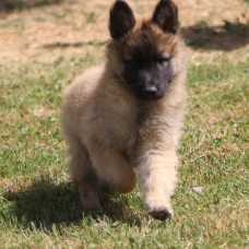 Image pour l'annonce Chiots berger belge tervueren LOF