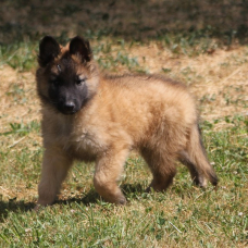 Image pour l'annonce Chiots berger belge tervueren LOF