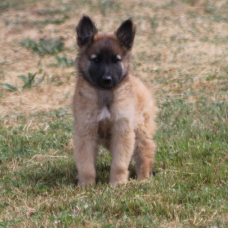 Image pour l'annonce Chiots berger belge tervueren LOF