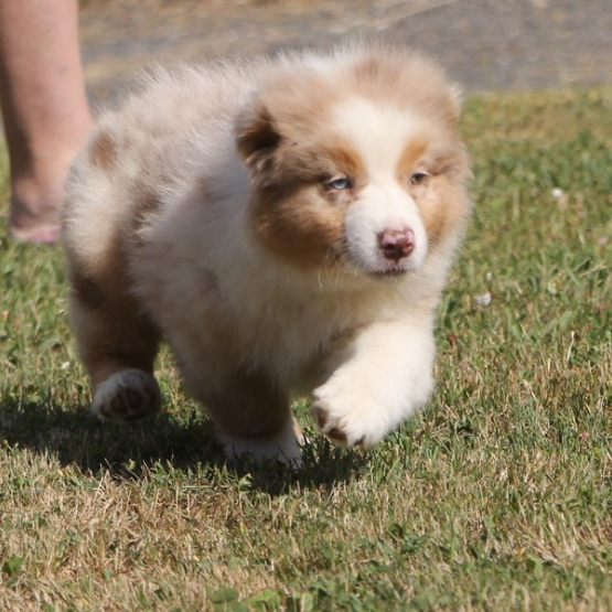 Image pour l'annonce Chiots berger australien LOF