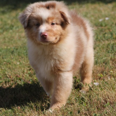 Image pour l'annonce Chiots berger australien LOF