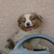 Image pour l'annonce Chiots berger australien LOF