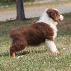 Image pour l'annonce Chiots berger australien LOF