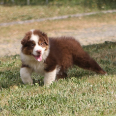Image pour l'annonce Chiots berger australien LOF