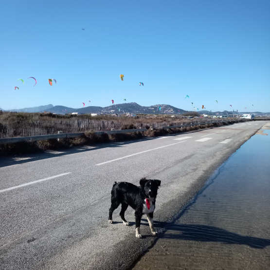 Image pour l'annonce Saillie magnifique border collie