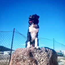 Image pour l'annonce Saillie magnifique border collie