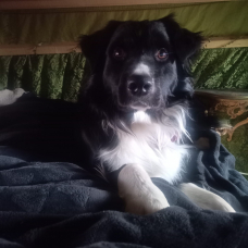 Image pour l'annonce Saillie magnifique border collie