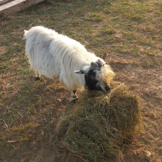Image pour l'annonce donne bouc nain