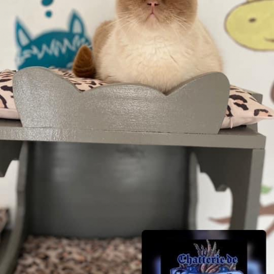 Image pour l'annonce chaton british shortair