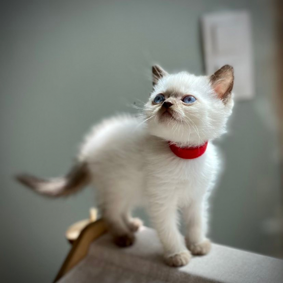 Image pour l'annonce chaton british shortair