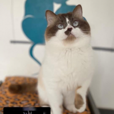 Image pour l'annonce chaton british shortair