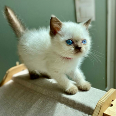 Image pour l'annonce chaton british shortair