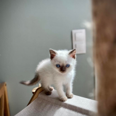 Image pour l'annonce chaton british shortair
