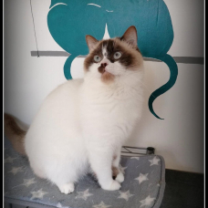 Image pour l'annonce chaton british shortair