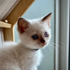 Image pour l'annonce chaton british shortair