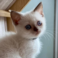 Image pour l'annonce chaton british shortair