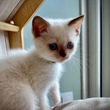 Image pour l'annonce chaton british shortair